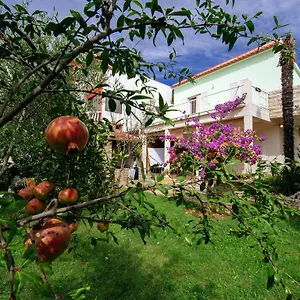 Maslina Bibinje